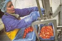 Edyta Koscielniak plaatst tomaten in een snijmachine. Foto LC/Wietze Landman (gescand)