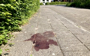 Een opgedroogde plas bloed in de Dirk Janszstraat in Sint Annaparochie. Foto LC